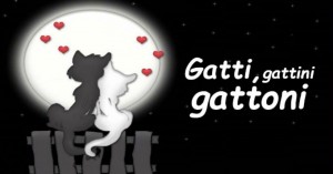 gatti gattini gattoni